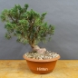 Preview: Juniperus chinensis 'Blaauw'